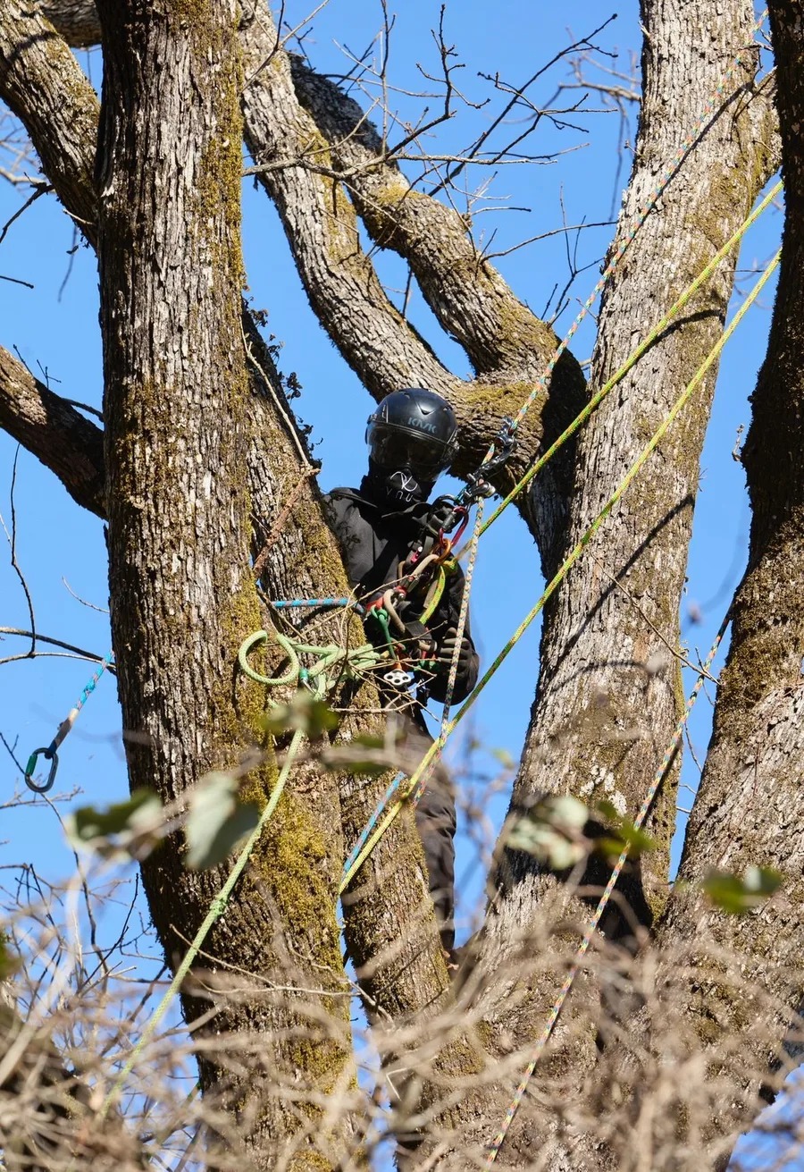 VNU arborist secured with climbing ropes in a mature tree