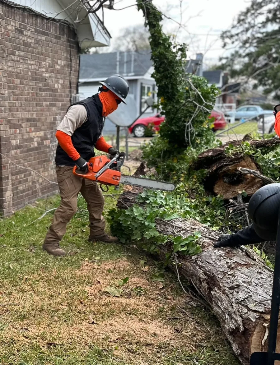 VNU tree-care professional working safely on a fallen tree